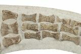 35.6" Fossil Plesiosaur Paddle - Asfla, Morocco - #201875-4